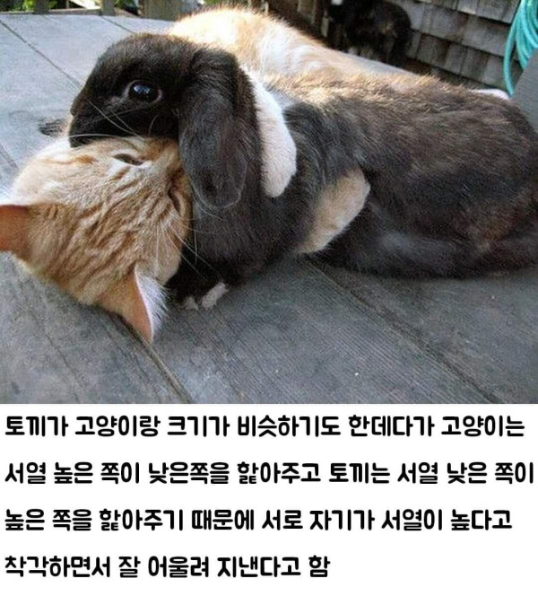 고양이와 토끼가 친한 이유